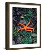Orange Starfish on Rocks-Amy And Chuck Wiley/wales-Framed Photographic Print