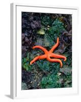 Orange Starfish on Rocks-Amy And Chuck Wiley/wales-Framed Photographic Print