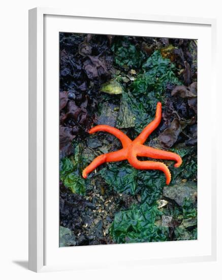 Orange Starfish on Rocks-Amy And Chuck Wiley/wales-Framed Photographic Print