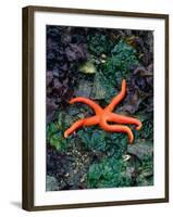 Orange Starfish on Rocks-Amy And Chuck Wiley/wales-Framed Photographic Print