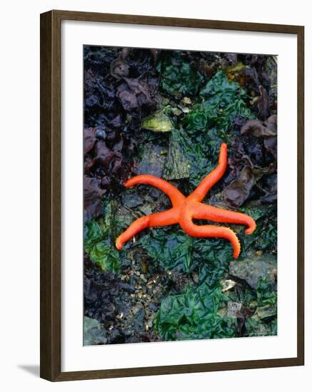 Orange Starfish on Rocks-Amy And Chuck Wiley/wales-Framed Photographic Print