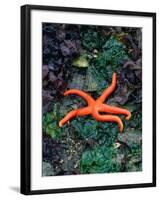 Orange Starfish on Rocks-Amy And Chuck Wiley/wales-Framed Photographic Print