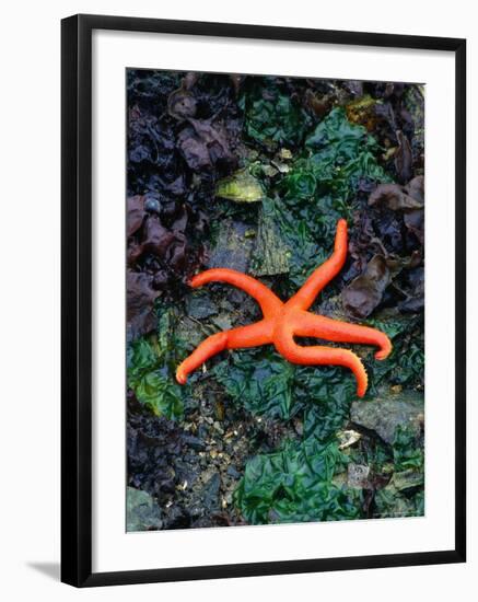 Orange Starfish on Rocks-Amy And Chuck Wiley/wales-Framed Photographic Print