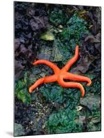 Orange Starfish on Rocks-Amy And Chuck Wiley/wales-Mounted Photographic Print