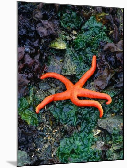 Orange Starfish on Rocks-Amy And Chuck Wiley/wales-Mounted Photographic Print