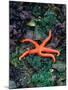 Orange Starfish on Rocks-Amy And Chuck Wiley/wales-Mounted Photographic Print