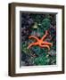 Orange Starfish on Rocks-Amy And Chuck Wiley/wales-Framed Photographic Print