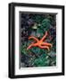 Orange Starfish on Rocks-Amy And Chuck Wiley/wales-Framed Photographic Print