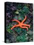 Orange Starfish on Rocks-Amy And Chuck Wiley/wales-Stretched Canvas