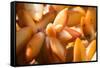 Orange Succulent-bolkan73-Framed Stretched Canvas