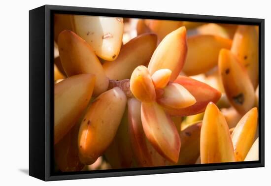 Orange Succulent-bolkan73-Framed Stretched Canvas