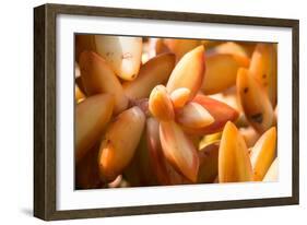 Orange Succulent-bolkan73-Framed Photographic Print