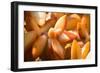 Orange Succulent-bolkan73-Framed Photographic Print