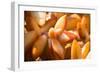 Orange Succulent-bolkan73-Framed Photographic Print