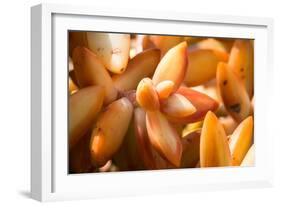 Orange Succulent-bolkan73-Framed Photographic Print