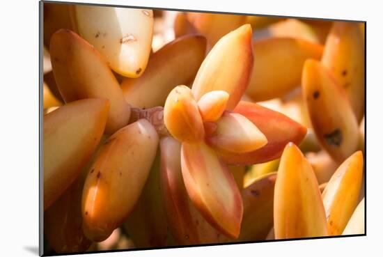 Orange Succulent-bolkan73-Mounted Photographic Print