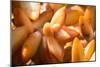 Orange Succulent-bolkan73-Mounted Photographic Print