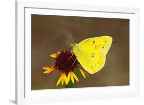 Orange sulphur butterfly on flower, Texas, USA-John Abbott-Framed Photographic Print