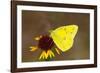 Orange sulphur butterfly on flower, Texas, USA-John Abbott-Framed Photographic Print