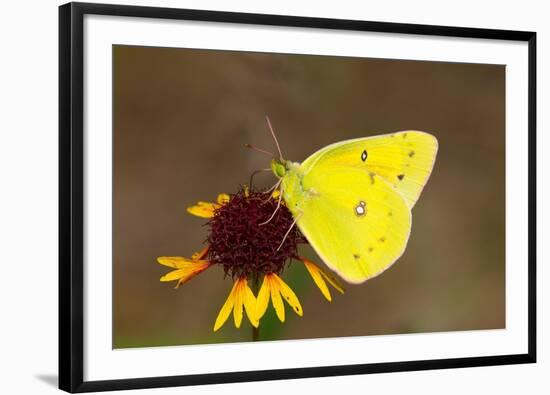 Orange sulphur butterfly on flower, Texas, USA-John Abbott-Framed Photographic Print
