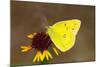 Orange sulphur butterfly on flower, Texas, USA-John Abbott-Mounted Photographic Print