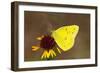 Orange sulphur butterfly on flower, Texas, USA-John Abbott-Framed Photographic Print