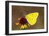 Orange sulphur butterfly on flower, Texas, USA-John Abbott-Framed Photographic Print