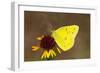 Orange sulphur butterfly on flower, Texas, USA-John Abbott-Framed Photographic Print