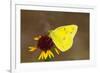 Orange sulphur butterfly on flower, Texas, USA-John Abbott-Framed Photographic Print