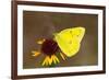 Orange sulphur butterfly on flower, Texas, USA-John Abbott-Framed Photographic Print