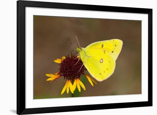 Orange sulphur butterfly on flower, Texas, USA-John Abbott-Framed Photographic Print