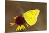 Orange sulphur butterfly on flower, Texas, USA-John Abbott-Mounted Photographic Print