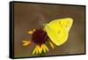 Orange sulphur butterfly on flower, Texas, USA-John Abbott-Framed Stretched Canvas