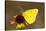 Orange sulphur butterfly on flower, Texas, USA-John Abbott-Stretched Canvas