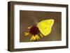 Orange sulphur butterfly on flower, Texas, USA-John Abbott-Framed Photographic Print