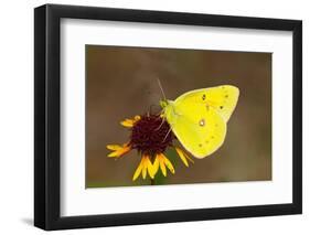 Orange sulphur butterfly on flower, Texas, USA-John Abbott-Framed Photographic Print