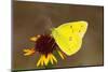 Orange sulphur butterfly on flower, Texas, USA-John Abbott-Mounted Photographic Print