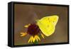 Orange sulphur butterfly on flower, Texas, USA-John Abbott-Framed Stretched Canvas