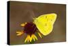 Orange sulphur butterfly on flower, Texas, USA-John Abbott-Stretched Canvas