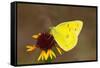 Orange sulphur butterfly on flower, Texas, USA-John Abbott-Framed Stretched Canvas