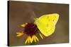 Orange sulphur butterfly on flower, Texas, USA-John Abbott-Stretched Canvas