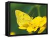 Orange Sulphur Butterfly-Adam Jones-Framed Stretched Canvas