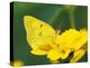 Orange Sulphur Butterfly-Adam Jones-Stretched Canvas
