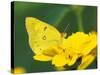 Orange Sulphur Butterfly-Adam Jones-Stretched Canvas