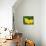 Orange Sulphur Butterfly-Adam Jones-Photographic Print displayed on a wall