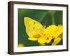 Orange Sulphur Butterfly-Adam Jones-Framed Photographic Print