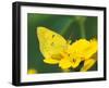 Orange Sulphur Butterfly-Adam Jones-Framed Photographic Print