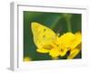 Orange Sulphur Butterfly-Adam Jones-Framed Photographic Print