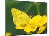 Orange Sulphur Butterfly-Adam Jones-Mounted Photographic Print