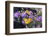 Orange Sulphur female and male courtship on Frikart's Aster-Richard and Susan Day-Framed Photographic Print